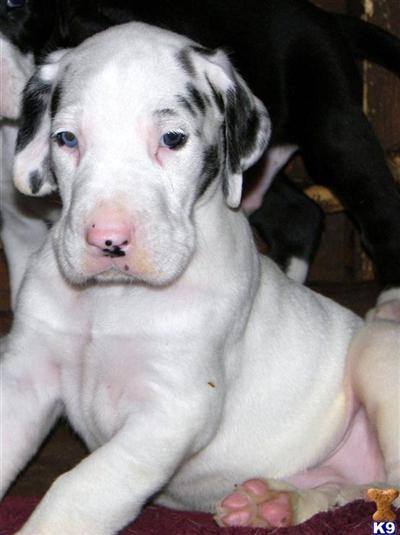 Great Dane Puppies for Sale